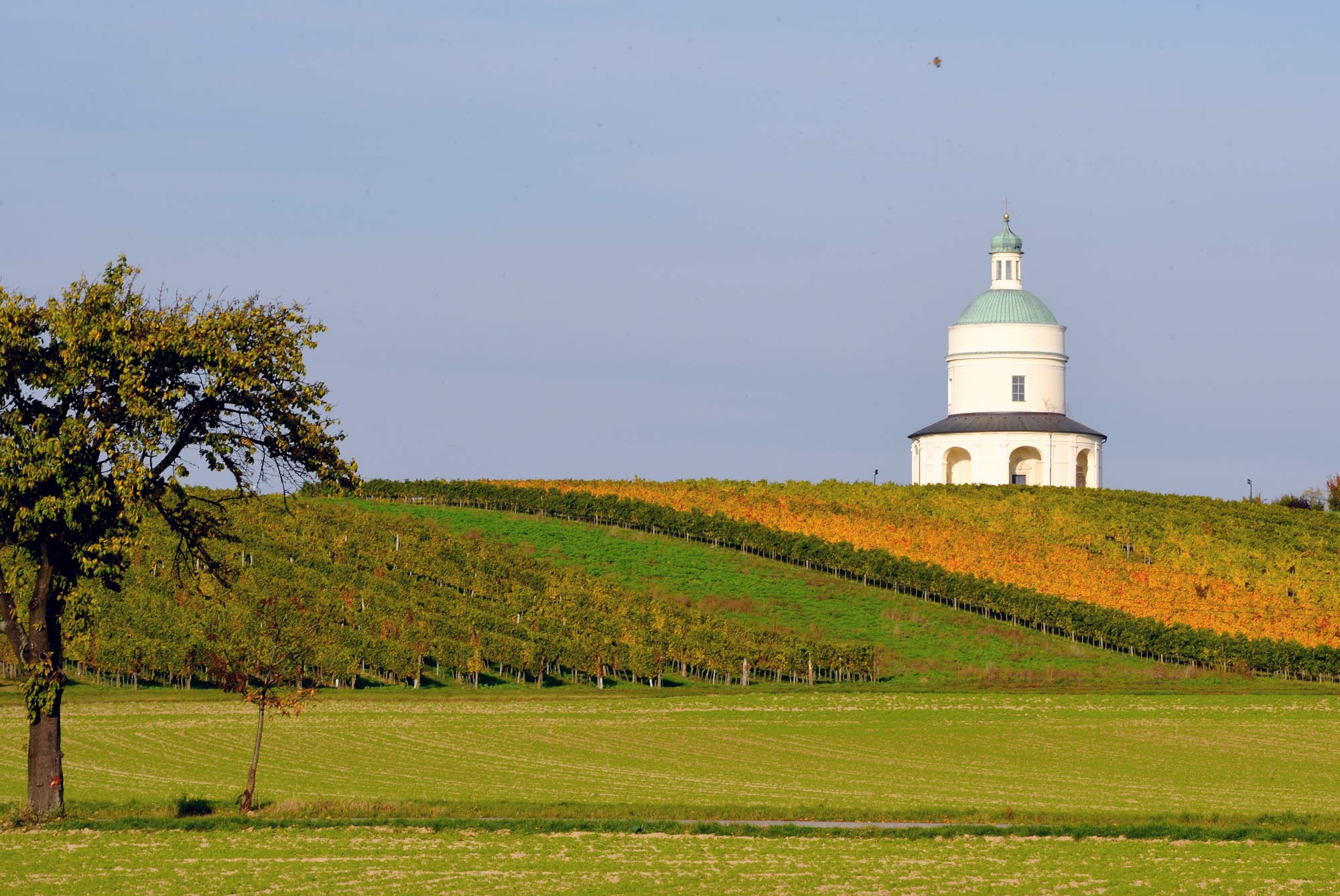 Weingärten in Mannersdorf an der March — Panorama im Abendlicht
